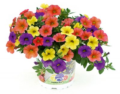 Småpetunia, Stickling, Million Bells Trixi ® Early Jelly 21