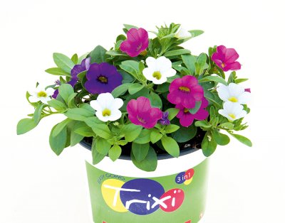 Småpetunia, Stickling, Million Bells Trixi ® Early Spirit