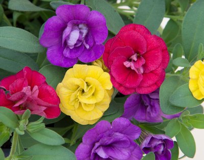 Småpetunia, Stickling, Million Bells Trixi ® Hot Petticoat '17