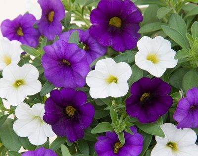 Småpetunia, Stickling, Million Bells Trixi ® Shades of Blue '17