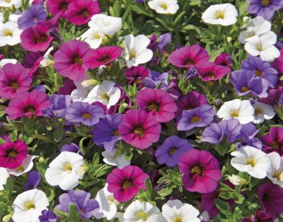 Småpetunia, Stickling, Million Bells Trixi ® Spirit