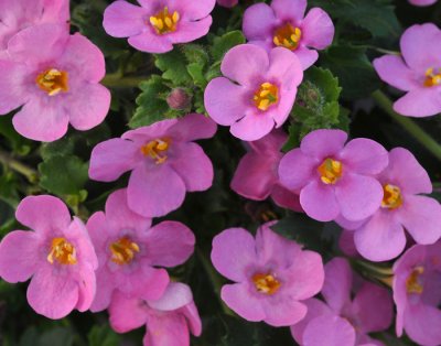 Snöflinga, Stickling, Bacopa Sutera Fall Big Pink