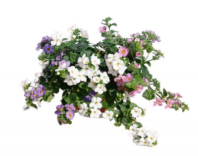 Snöflinga, Stickling, Trixi ® Falls 20