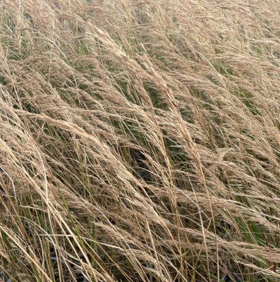 Achnatherum calamagrostis (Stipa) Allgäu