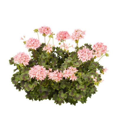 Stjärnpelargon Summer Twist Rose ®, kruka