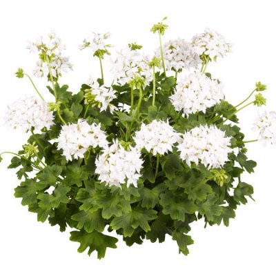 Stjärnpelargon Summer Twist White ®, kruka