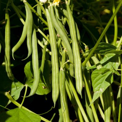 Böna, Störbryt-, Neckarkönigin, Ekologisk