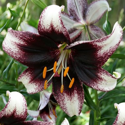 Asiatisk Lilja Stracciatella Event 3st