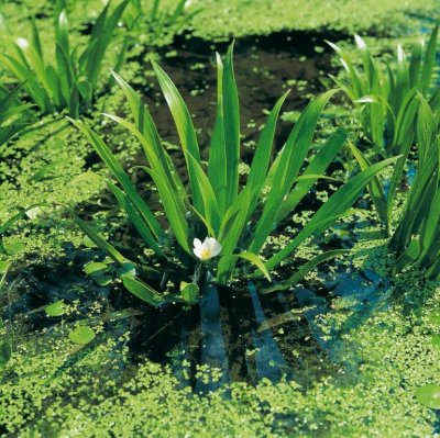 Stratiotes aloides, Vattenaloe, styck