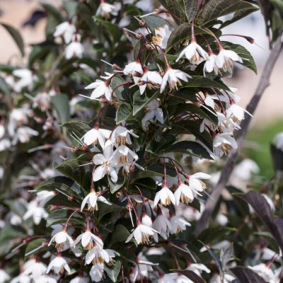 Styrax japonicus Evening Light ®, Japansk Storax, 40-50 C5