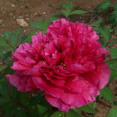 Paeonia suffruticosa Melody (Hua Wang)