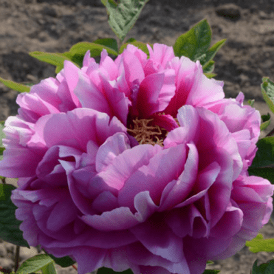 Paeonia suffruticosa Rhymes (Di Yun)