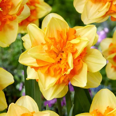 Narcissus inco. Sun Catchers