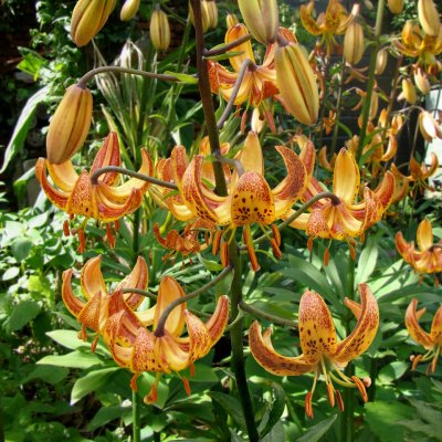 Lilium martagon Sunny Morning, Krollilja, P11cm