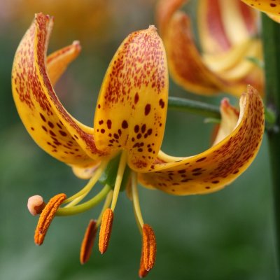 Lilium martagon Sunny Morning, Krollilja, P11cm