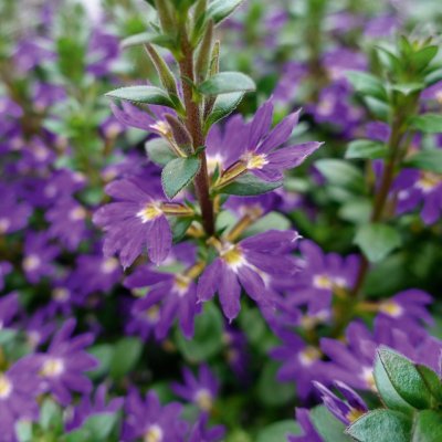 Femtunga, Stickling, Scaevola Surdiva Deep Violet Blue 3-pack