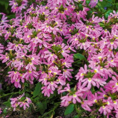 Femtunga, Stickling, Scaevola Surdiva Fashion Pink 3-pack