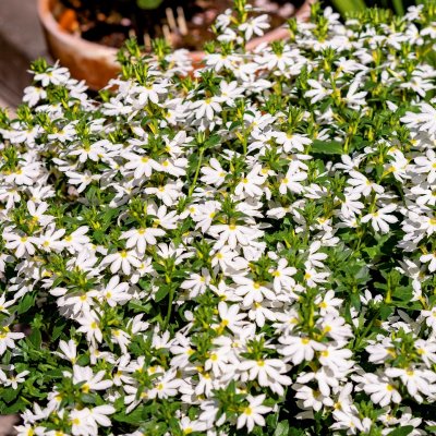 Femtunga, Stickling, Scaevola Surdiva Snow Blanket 3-pack