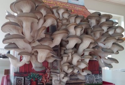 Svamphus Grå Ostronskivling