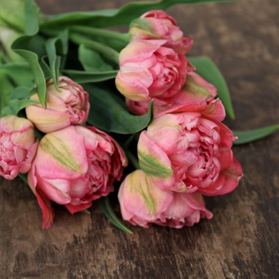 Tulpan Mix Pink Delight 30st