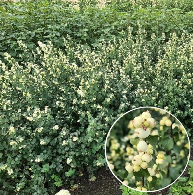 Symphoricarpos x doorenb. Rock, Snöbär