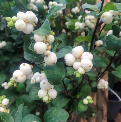 Symphoricarpos x doorenb. White Hedge, Doorenbossnöbär