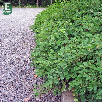 Symphoricarpos Arvid E, Tuvsnöbär, busk C3,5