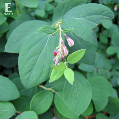 Symphoricarpos Arvid E, Tuvsnöbär, busk C3,5