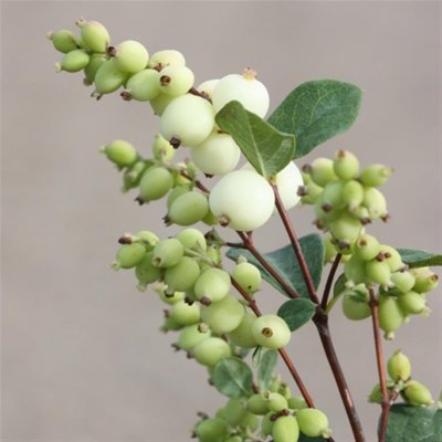 Symphoricarpos x doorenb. Magical Galaxy ® (Kolmgala), Doorenbossnöbär, C5