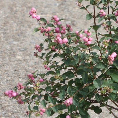 Symphoricarpos x doorenb. Magical Sweet ® (Kolmaswet), Doorenbossnöbär, C5