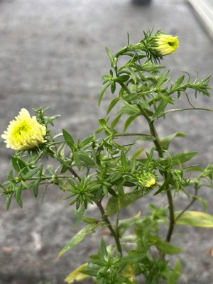 Symphyotrichum (Aster) ericoides Weisser Zwerg, Myrtenaster