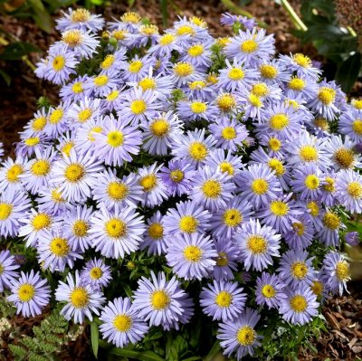 Symphyotrichum (Aster) novi-belgii Lady in Blue, Oktoberaster