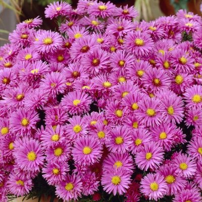 Symphyotrichum (Aster) novi-belgii Marjorie