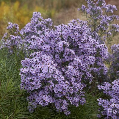 Symphyotrichum cordifolius Little Carlow, Hjärtaster