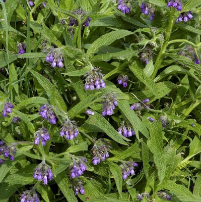 Symphytum officinale, Äkta Vallört, P9cm