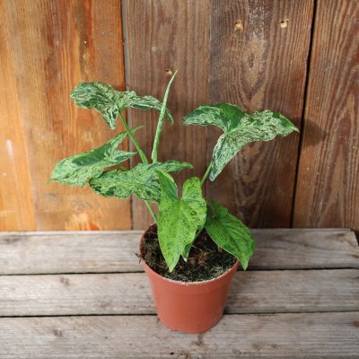 Syngonium Mottled