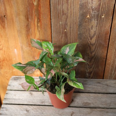 Syngonium Pink Splash