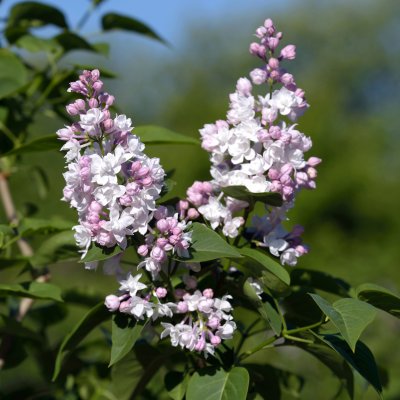 Syringa vulgaris Beauty of Moscow, Ädelsyren, 90-110 stam C10