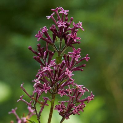 Syringa Bloomerang ® Dark Purple, Syrén, 100 stam C5
