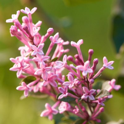 Syringa Bloomerang ® Pink Perfume, Syrén, 100 stam C7,5