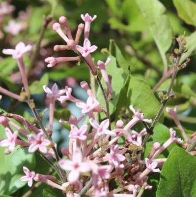 Syringa Bloomerang ® Pink Perfume, Syrén, 60 stam C3