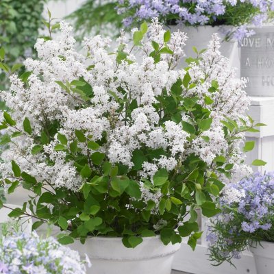 Syringa microphylla Flowerfesta ® White, Småbladig Syrén, 40-50 C3