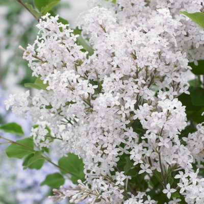 Syringa microphylla Flowerfesta ® White, Småbladig Syrén, 60 stam C3