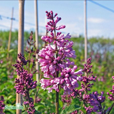 Syringa x prestoniae Royalty, Prestonsyrén, 40-60 C4