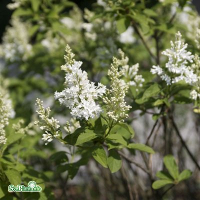 Syringa josikaea Holger, Ungersk Syrén, 60-80 C7,5
