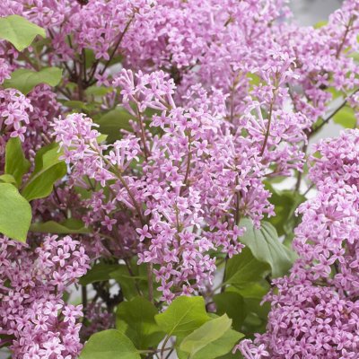 Syringa meyeri Flowerfesta ® Pink