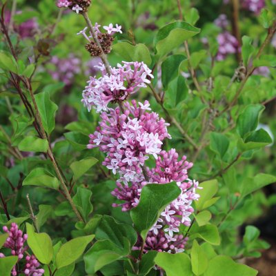 Syringa meyeri Josée, Dvärgsyrén, 40-50 C3