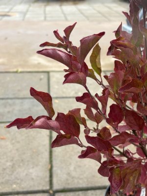 Syringa meyeri Lillifee ®, Dvärgsyren