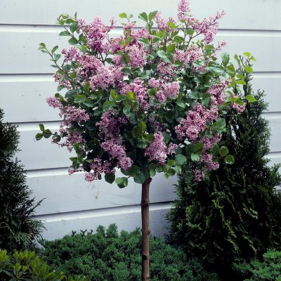 Syringa meyeri Palibin, Dvärgsyrén, 120 stam C7,5