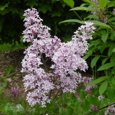 Syringa meyeri Palibin, Dvärgsyrén, 40-50 C3
